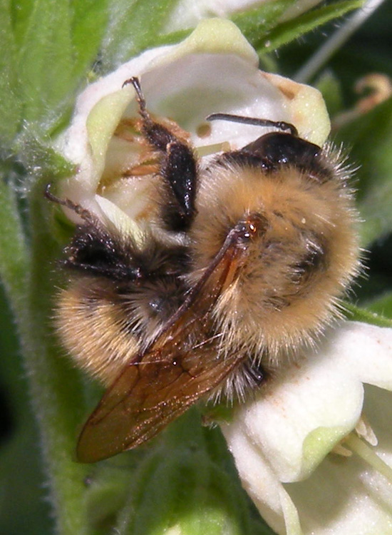 Probabile Bombus pascuorum